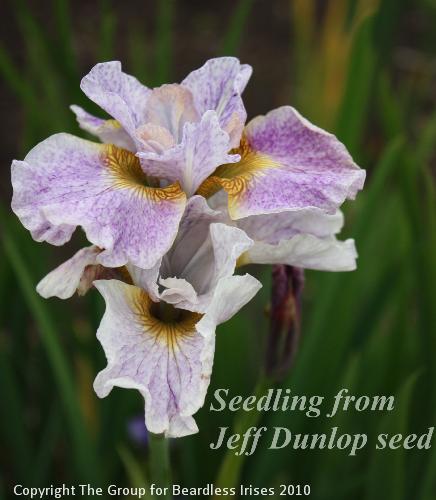 Jeff Dunlop seed sdlgs 21.5 (1)
